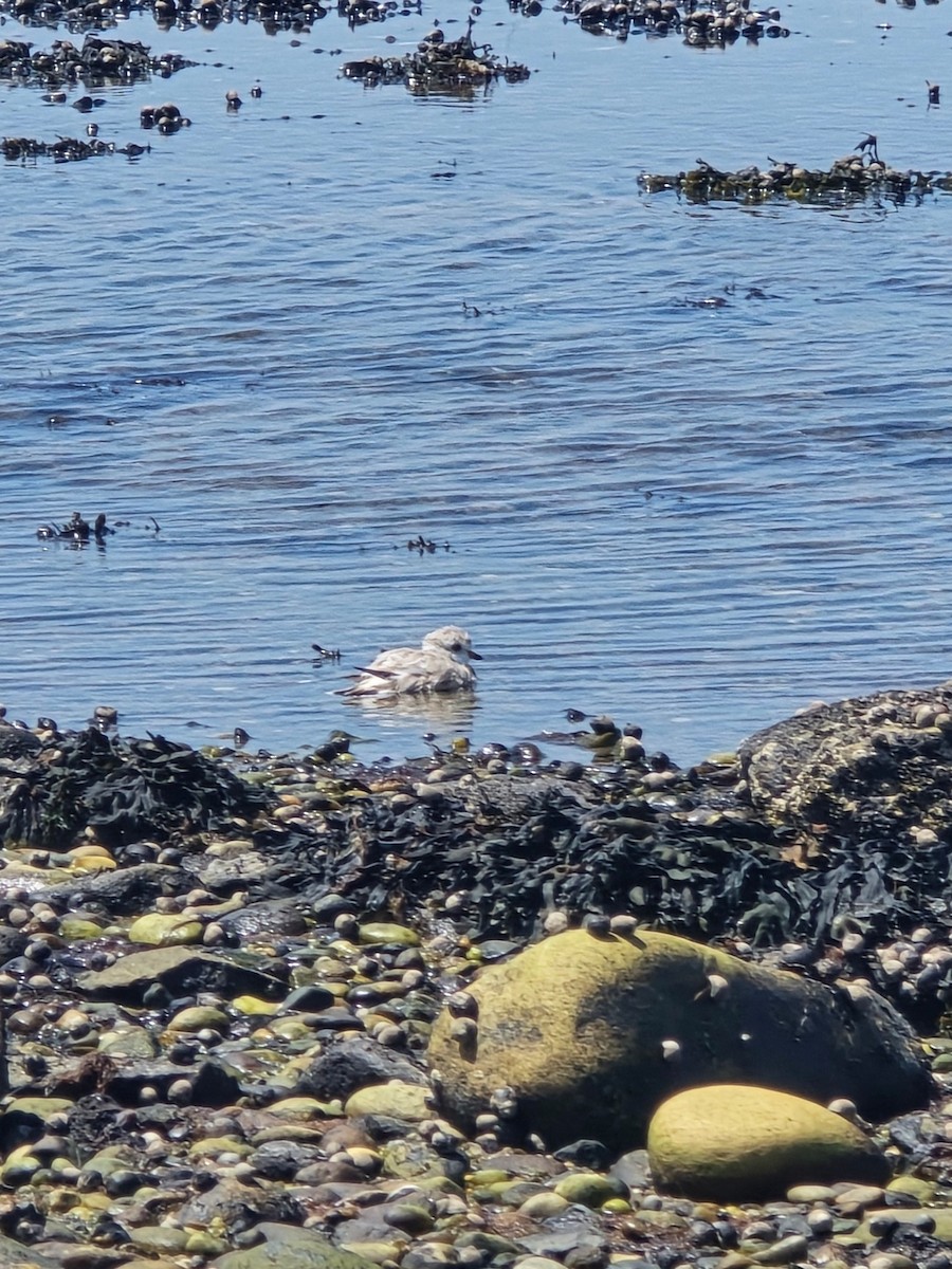 Piping Plover - ML620025033