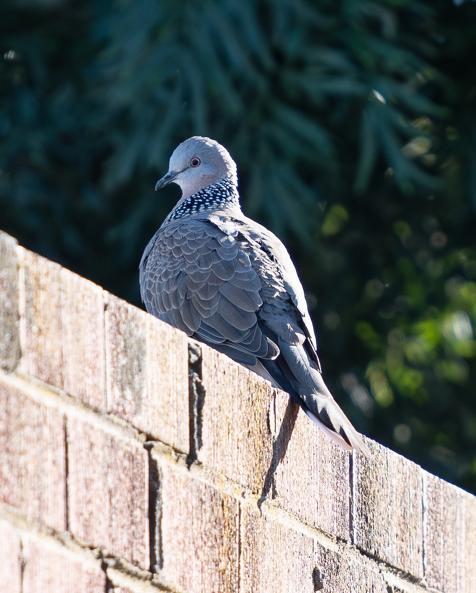 Spotted Dove - ML620025036