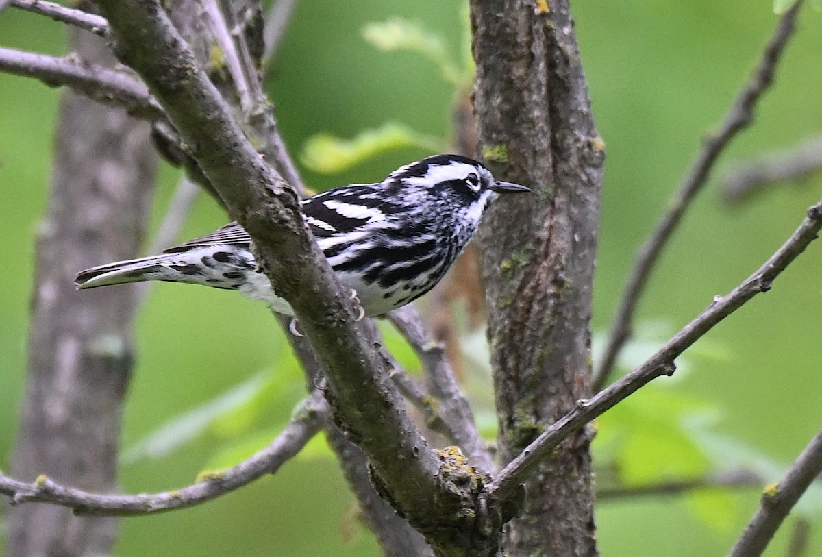Black-and-white Warbler - ML620025041