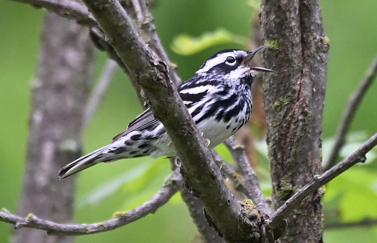Black-and-white Warbler - ML620025042