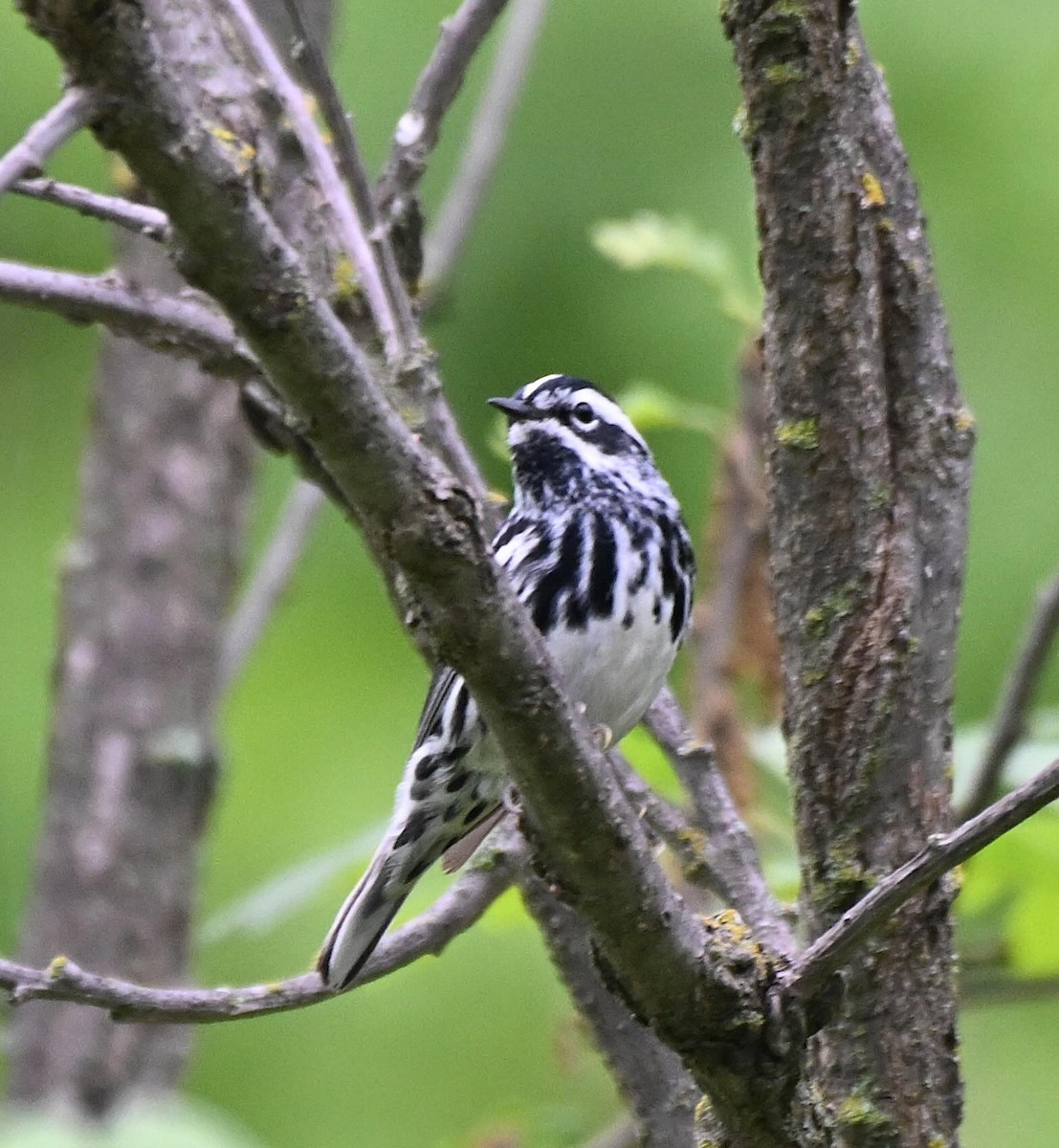 Black-and-white Warbler - ML620025043