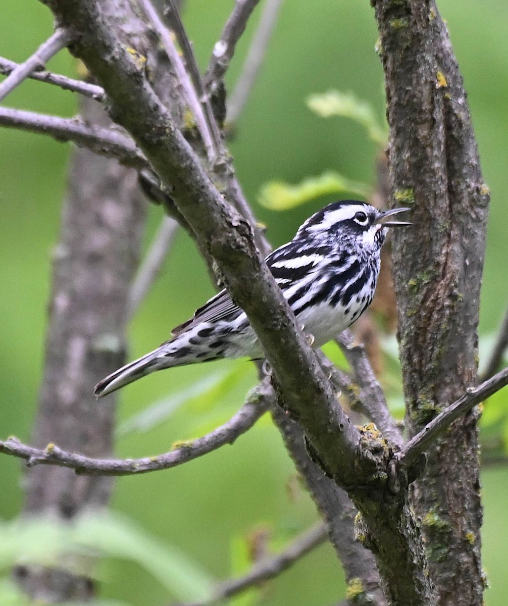Black-and-white Warbler - ML620025044