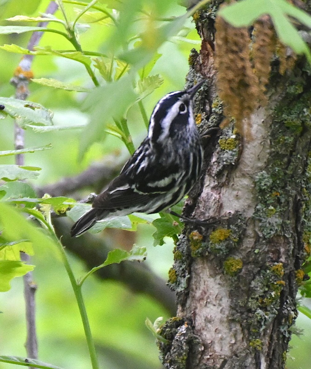 Black-and-white Warbler - ML620025045
