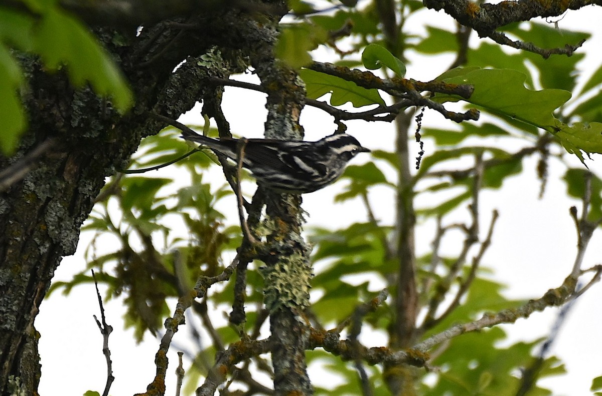 Black-and-white Warbler - ML620025046