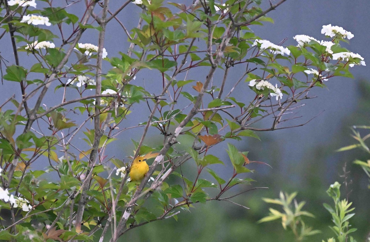 Yellow Warbler - ML620025051