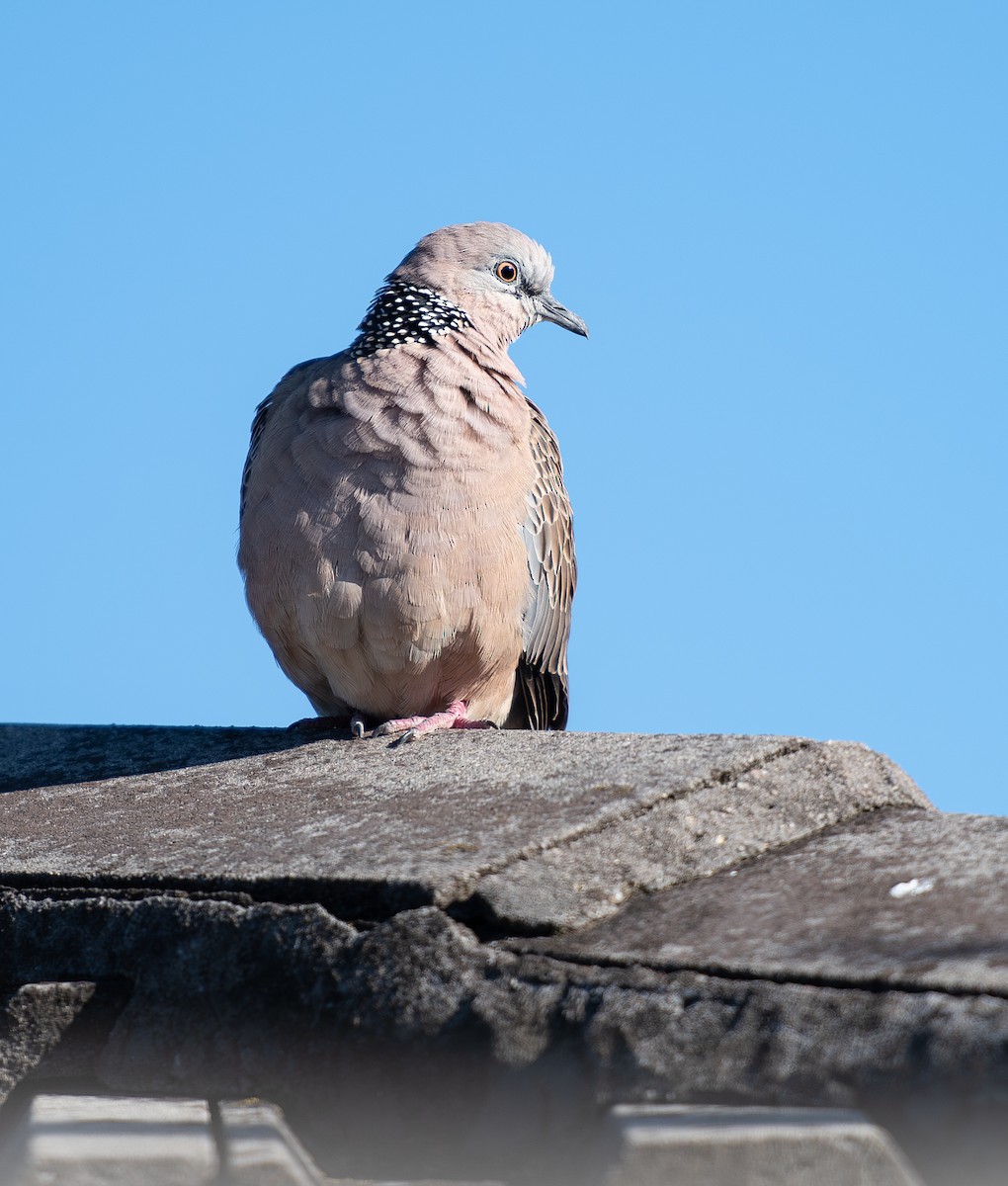 Spotted Dove - ML620025056