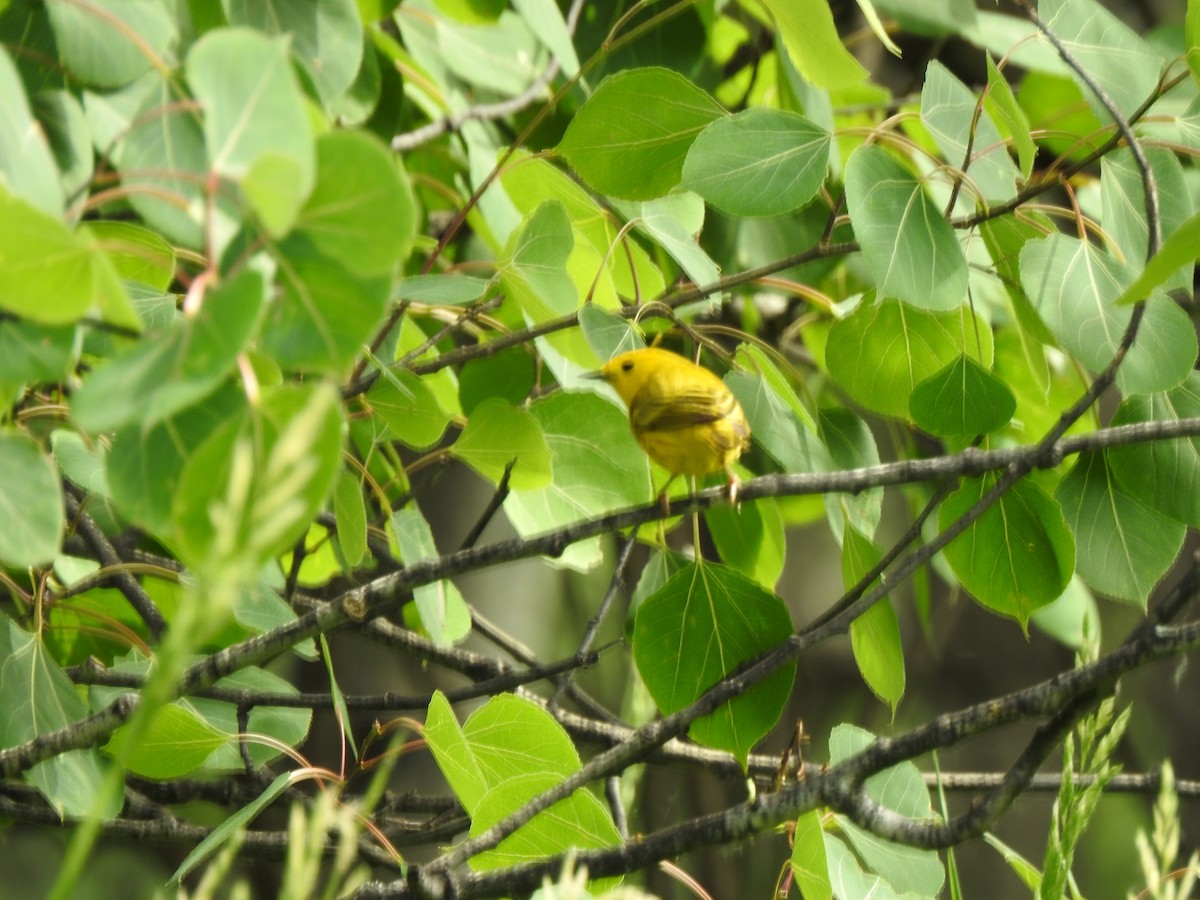 Yellow Warbler - ML620025058
