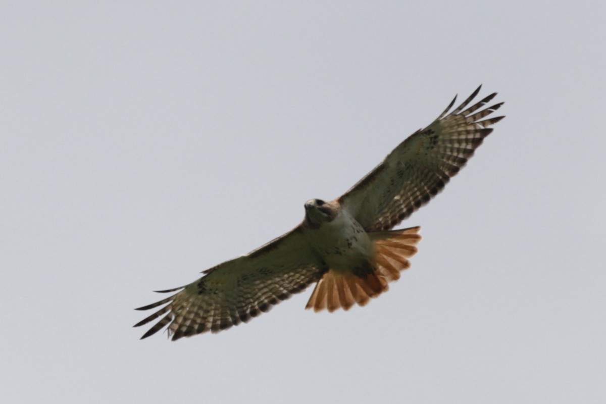 Red-tailed Hawk - ML620025062