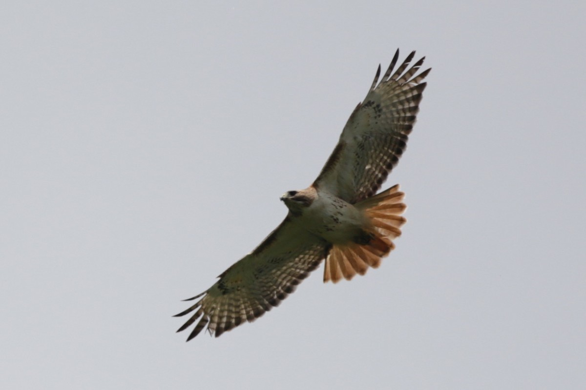 Red-tailed Hawk - ML620025063