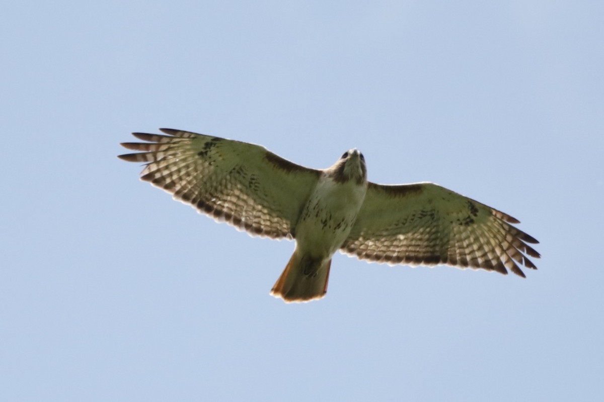 Red-tailed Hawk - ML620025064