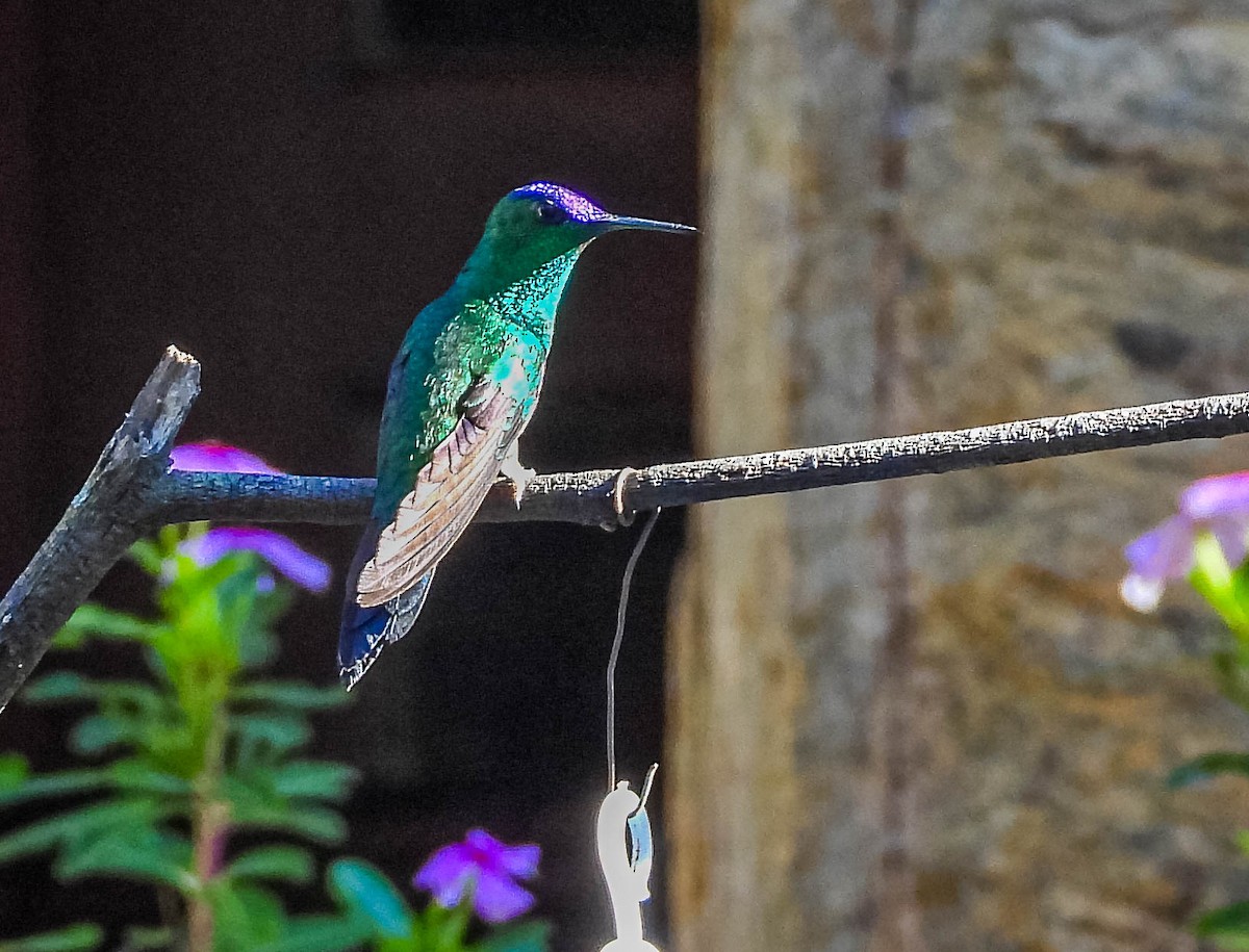 kolibřík fialovotemenný - ML620025082