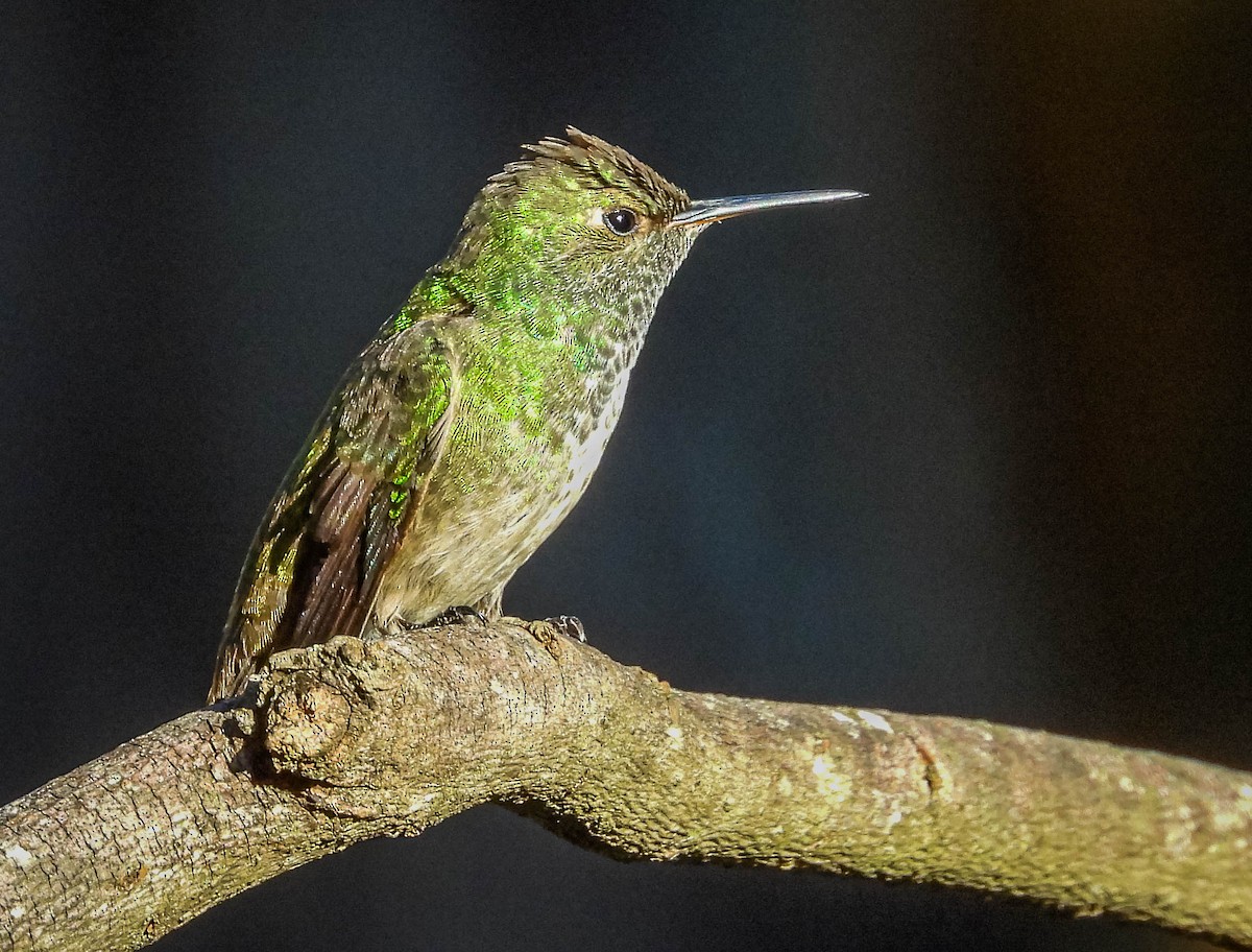 kolibřík pestrý [skupina versicolor] - ML620025086
