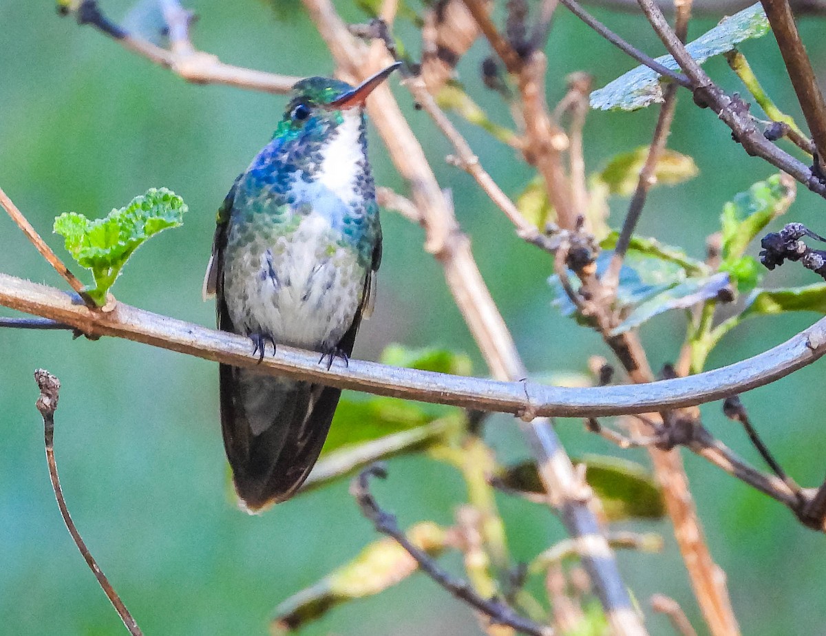 kolibřík pestrý [skupina versicolor] - ML620025090