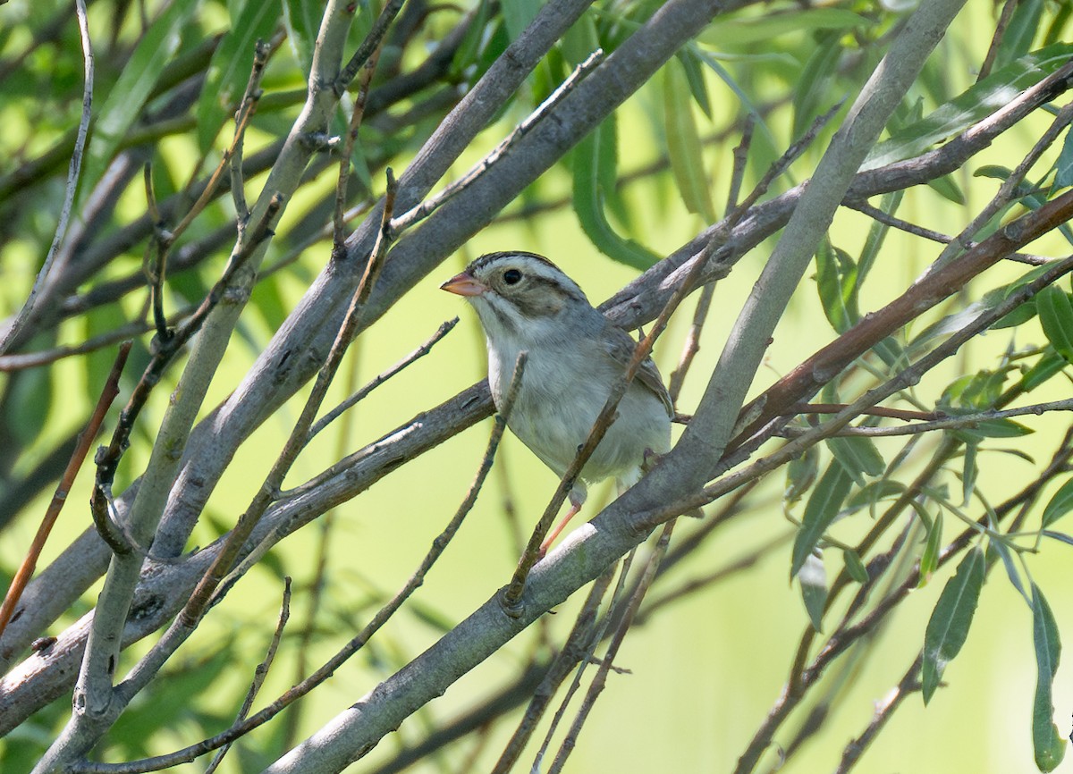 Clay-colored Sparrow - ML620025163