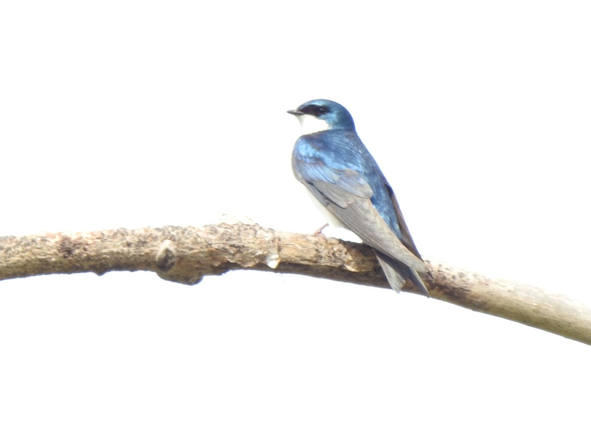 Tree Swallow - ML620025164