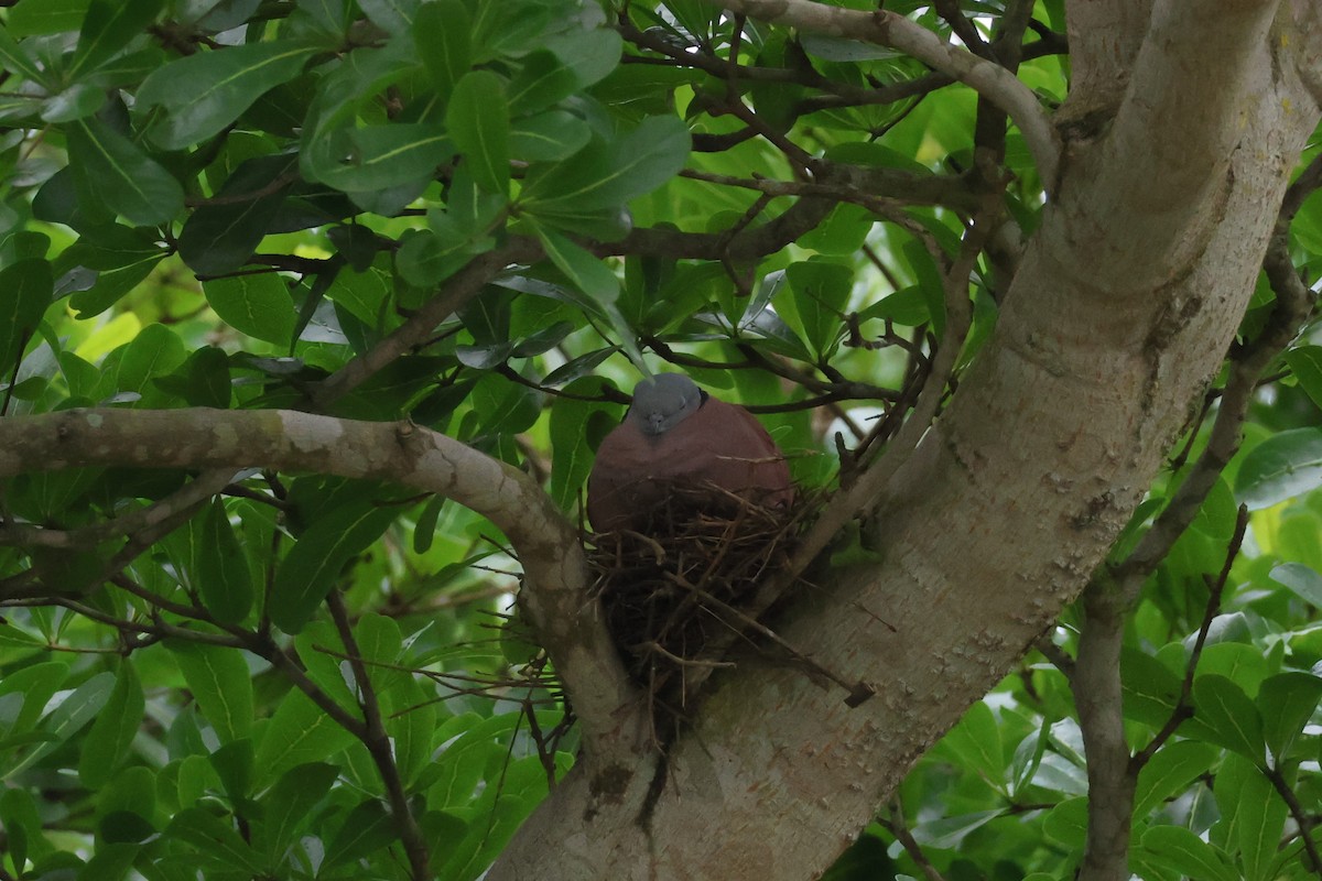 Red Collared-Dove - ML620025167