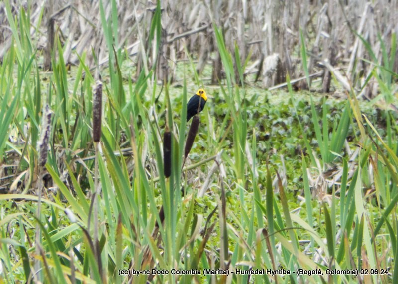 Yellow-hooded Blackbird - ML620025169