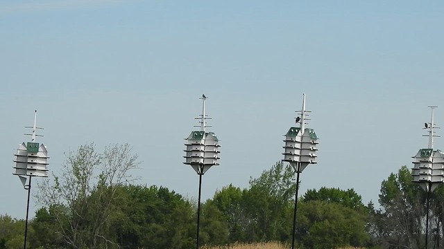 Purple Martin - ML620025172