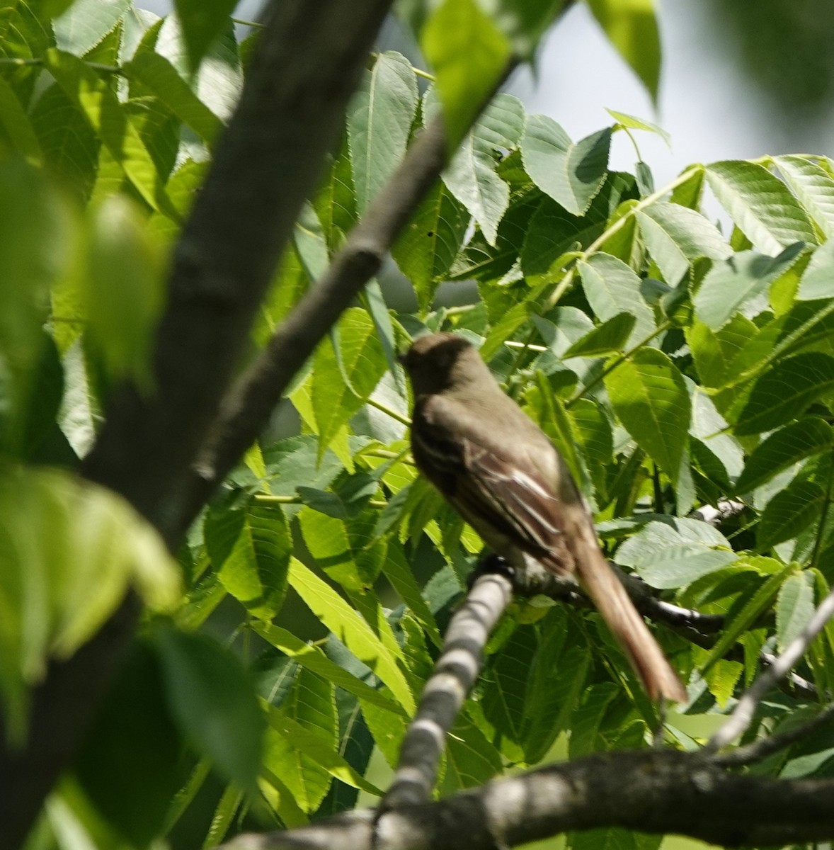 Great Crested Flycatcher - ML620025176
