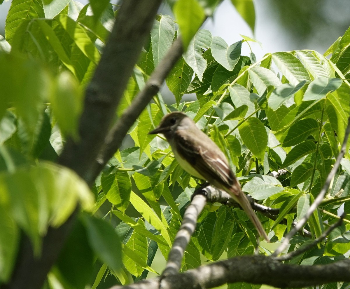Great Crested Flycatcher - ML620025177