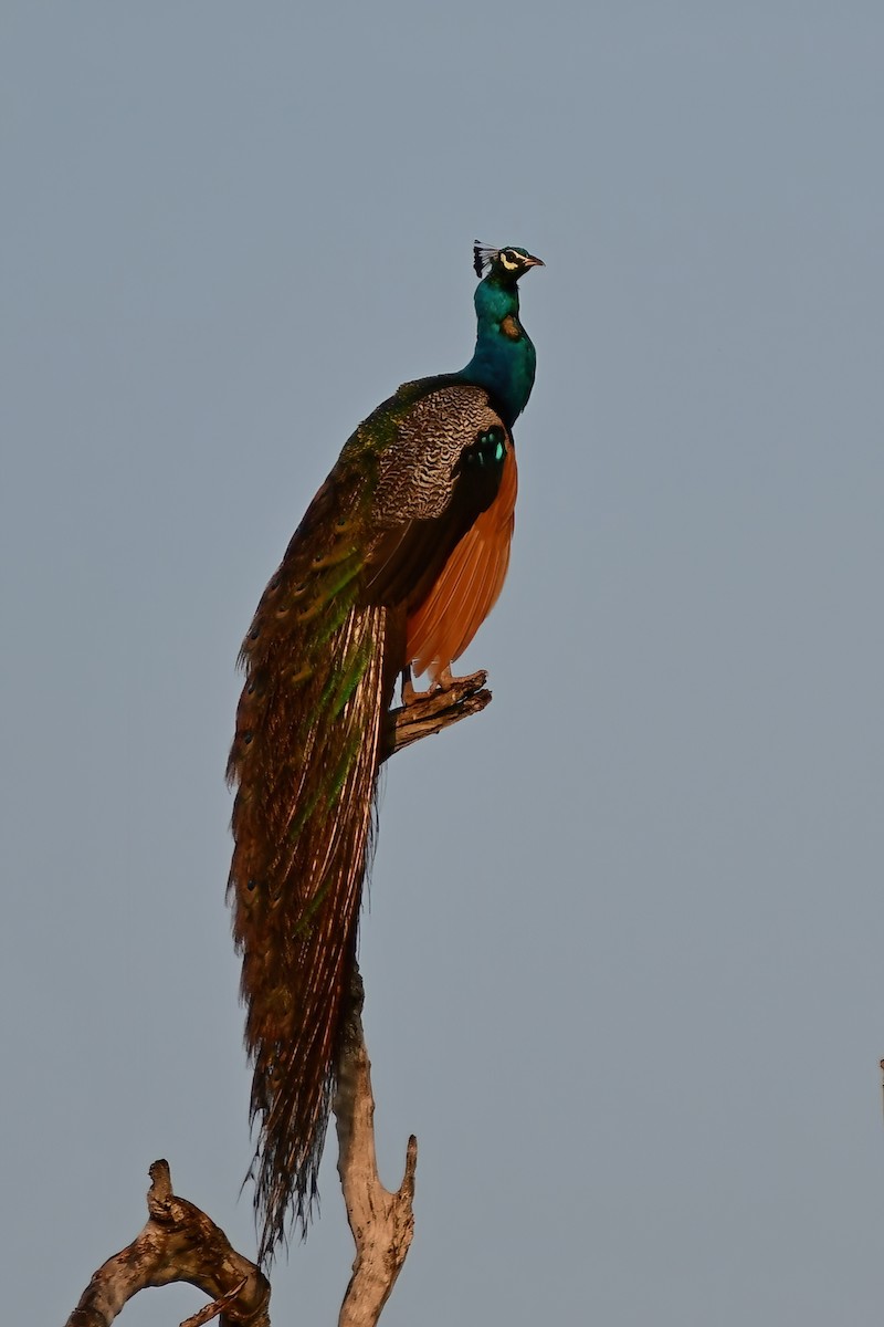 Indian Peafowl - ML620025191