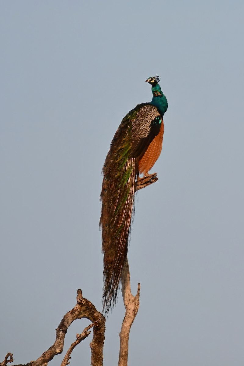 Indian Peafowl - ML620025192