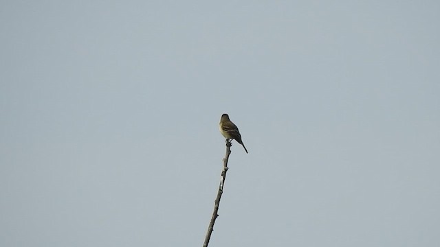 Willow Flycatcher - ML620025202