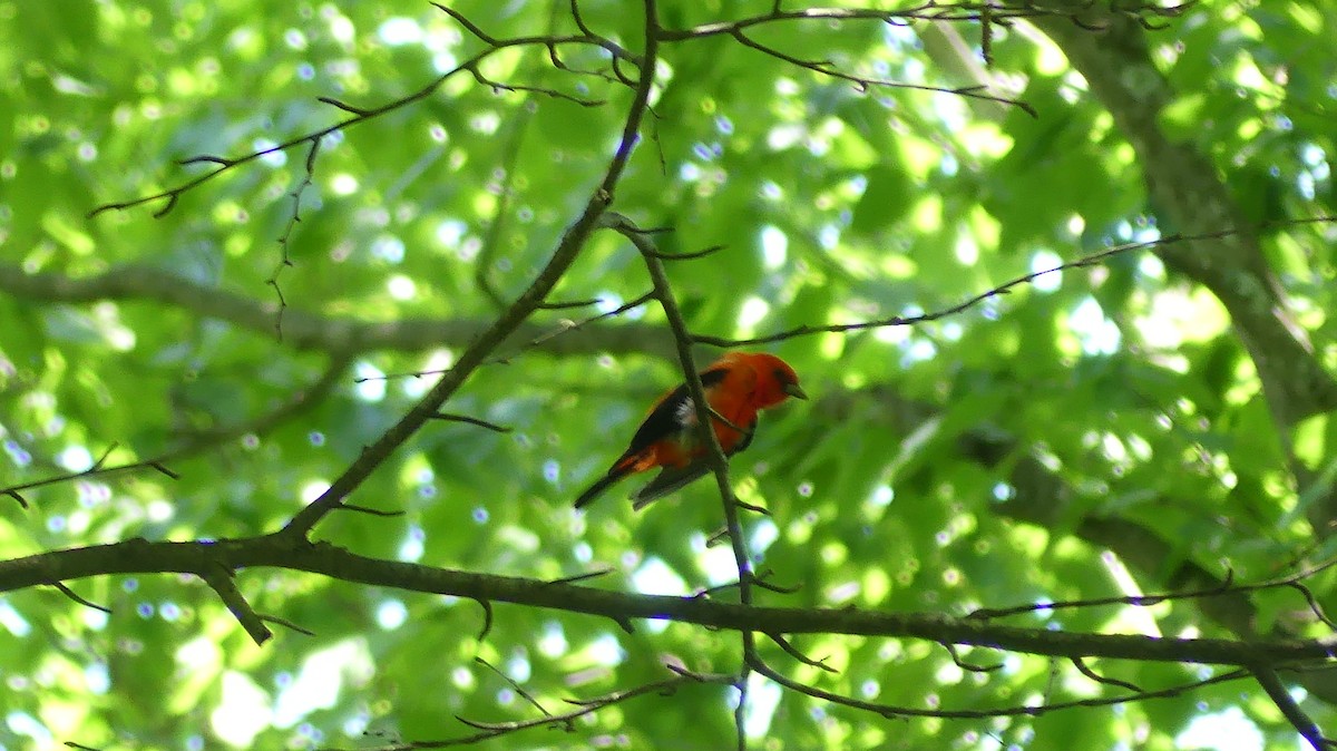 Scarlet Tanager - ML620025214