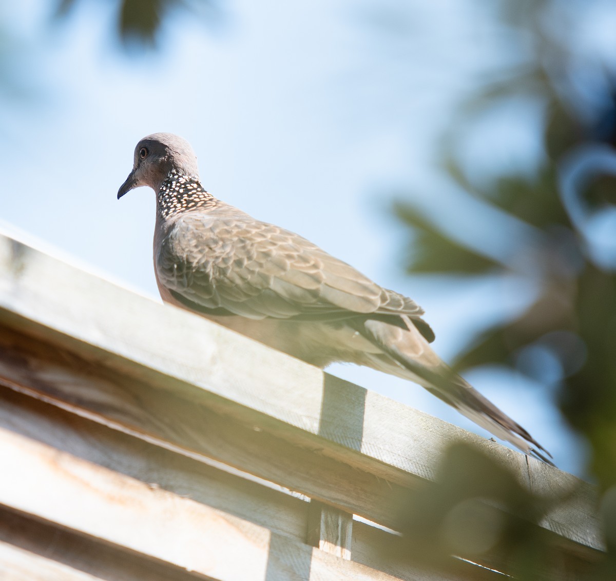 Spotted Dove - ML620025218