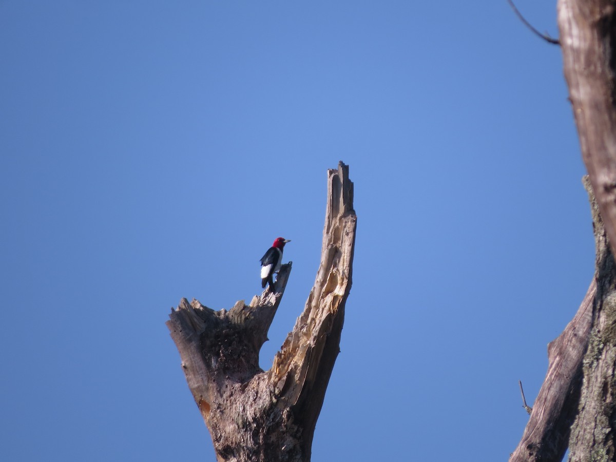 Red-headed Woodpecker - ML620025232