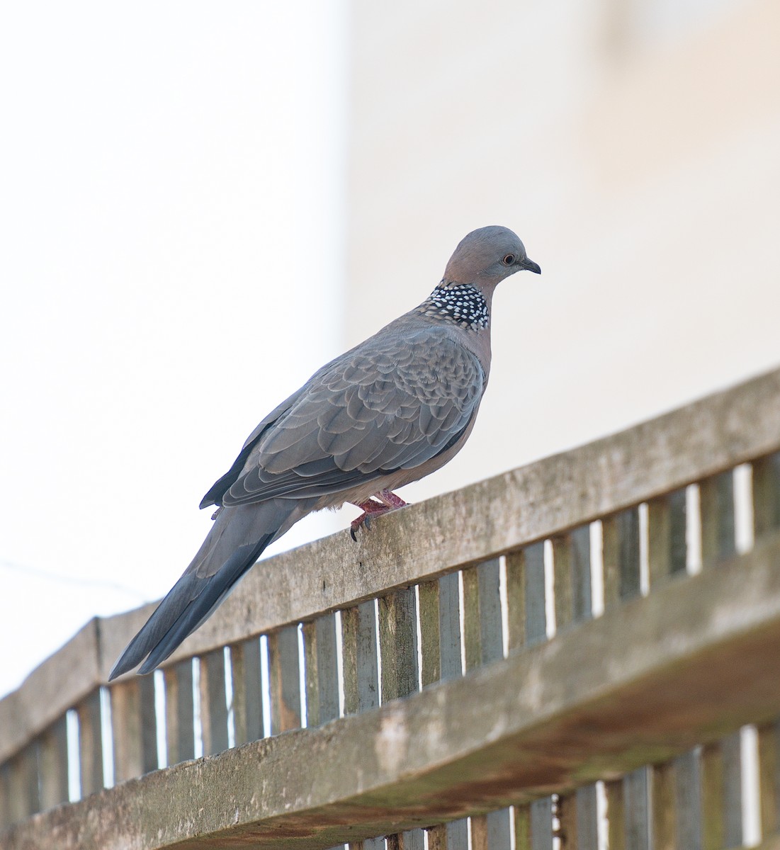 Spotted Dove - ML620025233