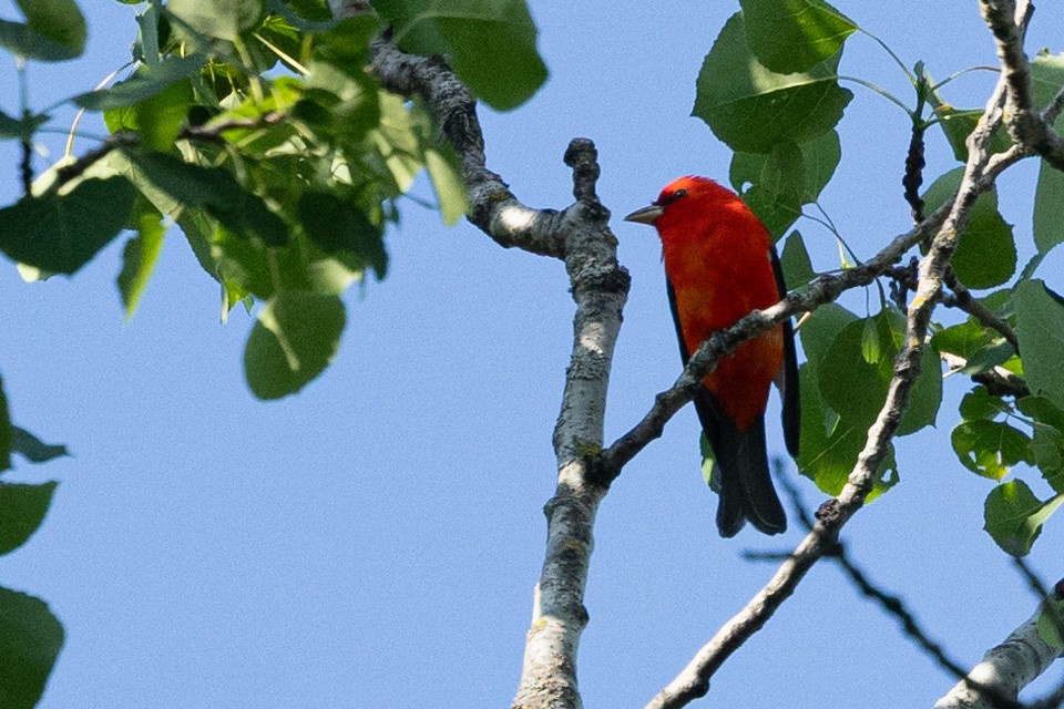 Scarlet Tanager - ML620025234