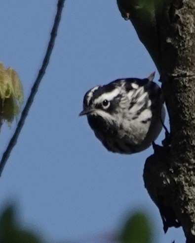 Black-and-white Warbler - ML620025246