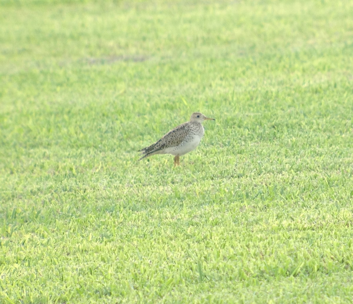 Upland Sandpiper - ML620025248