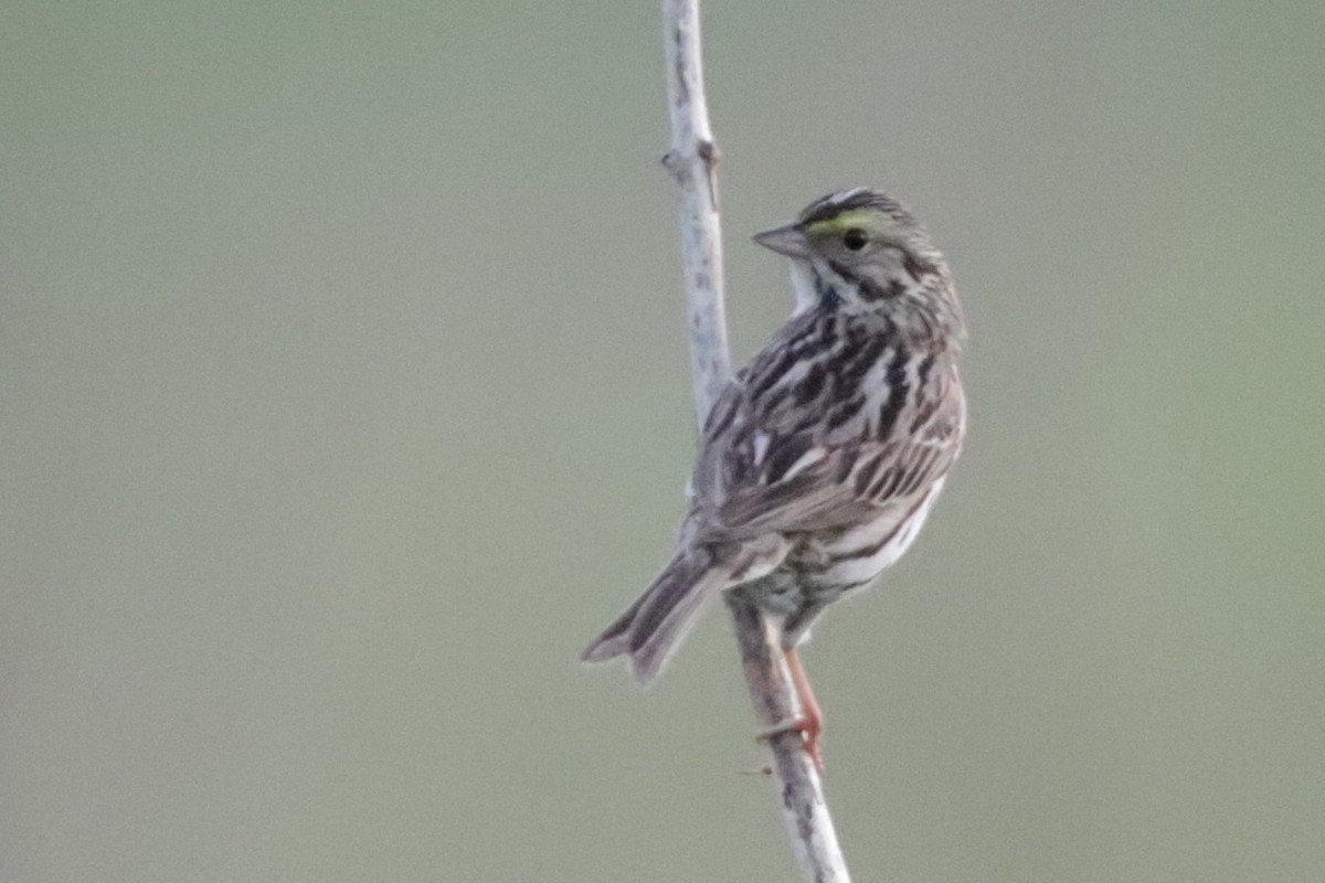Savannah Sparrow - ML620025249