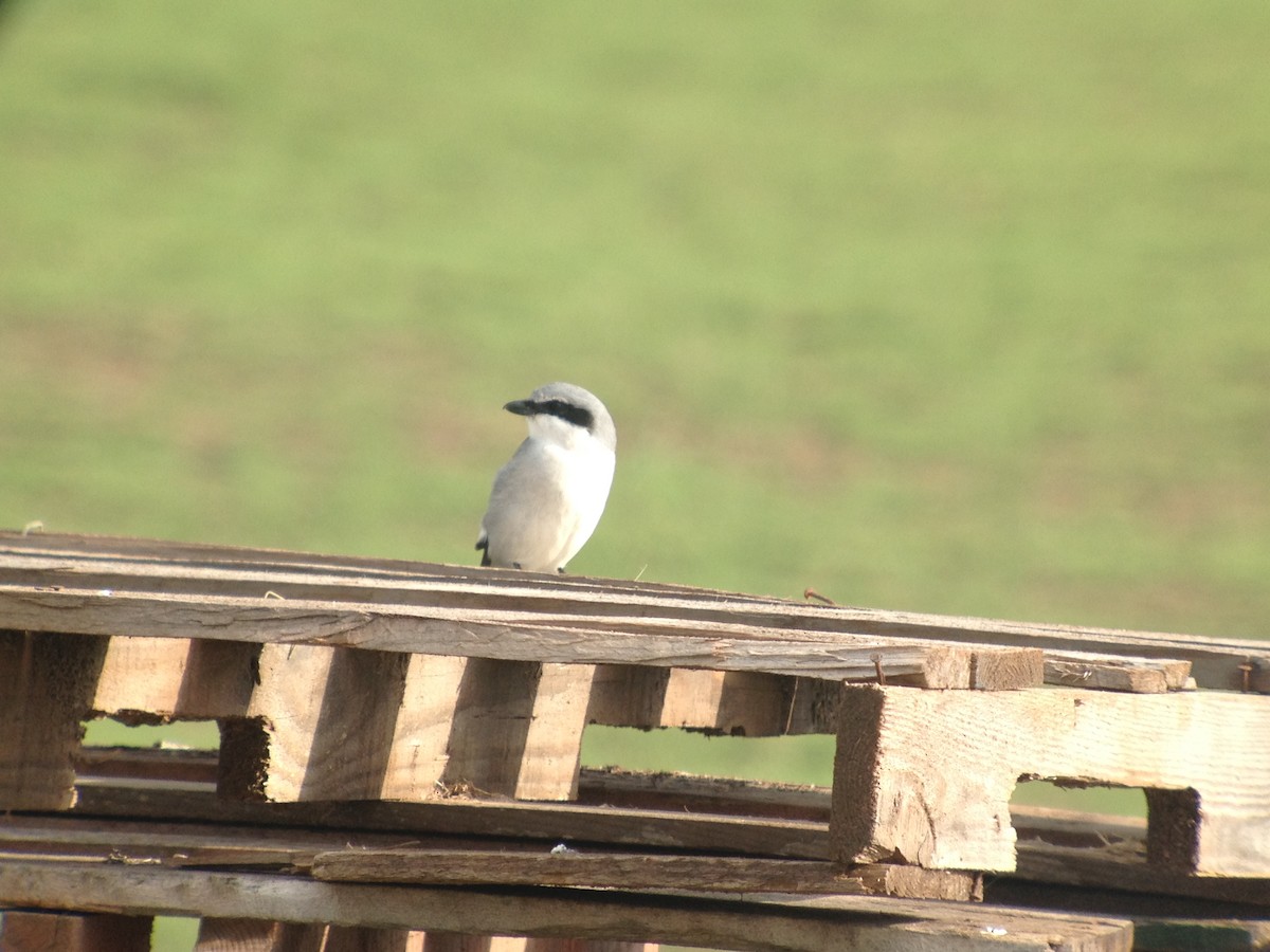 Loggerhead Shrike - ML620025253