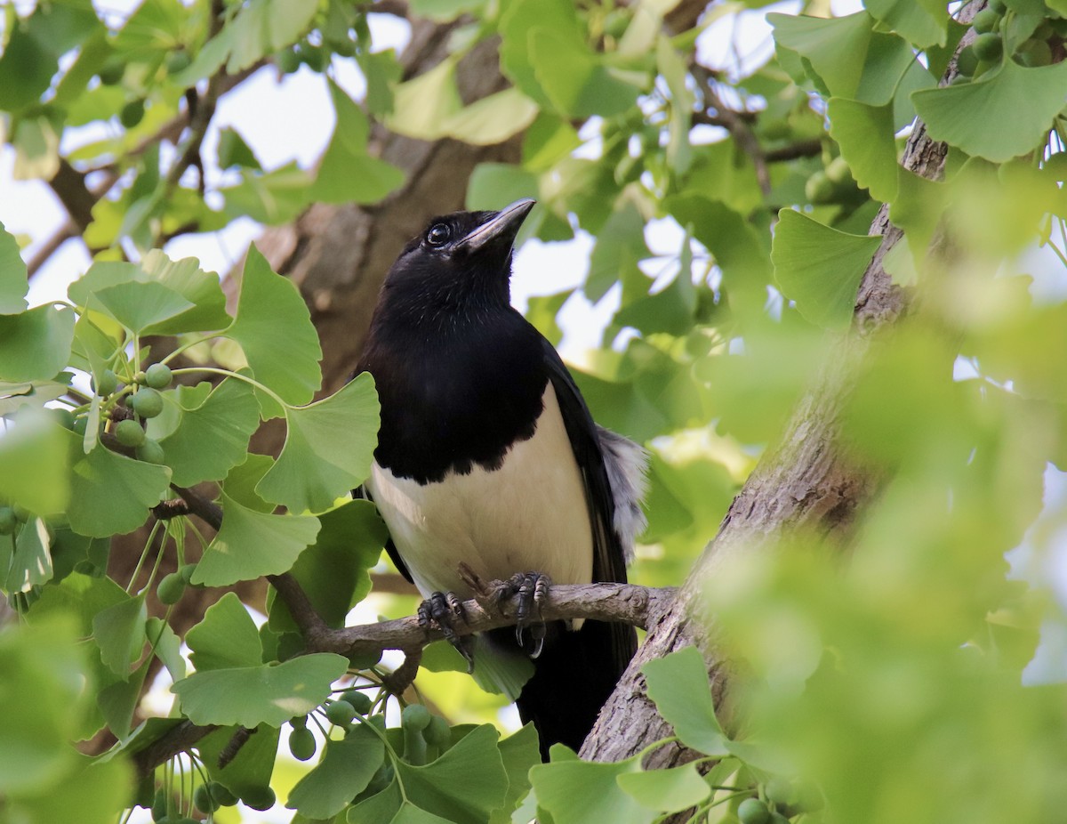 Oriental Magpie - ML620025282