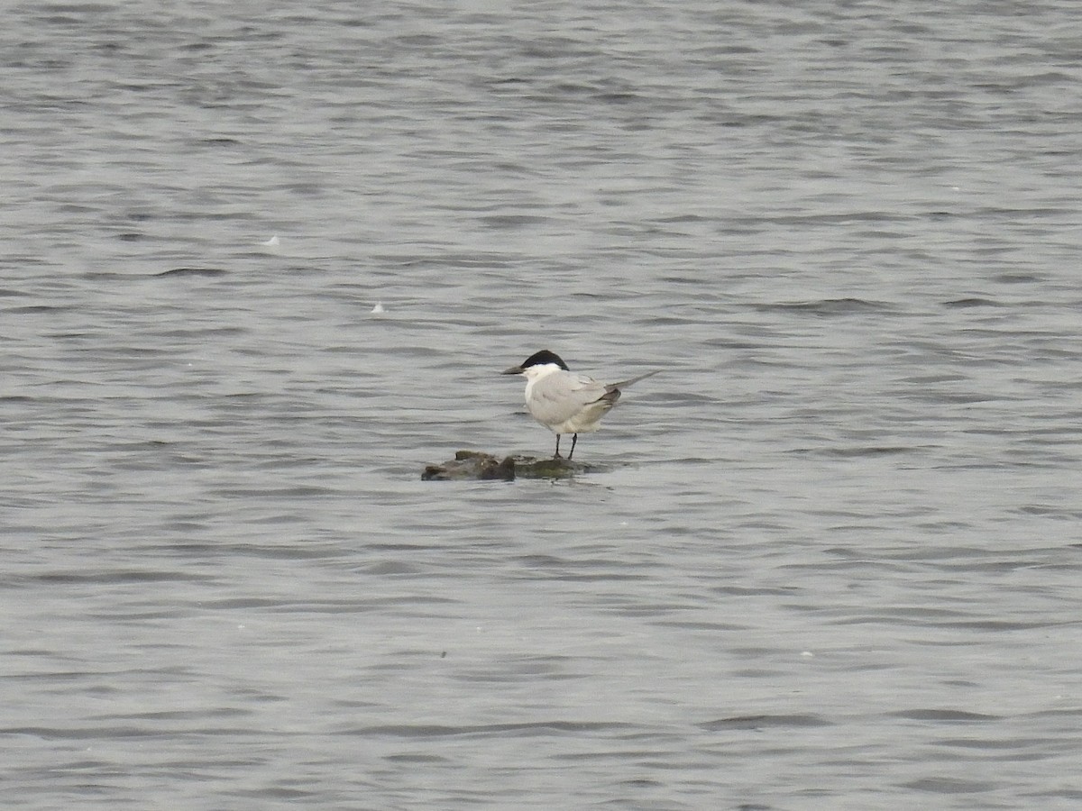 Gull-billed Tern - ML620025288