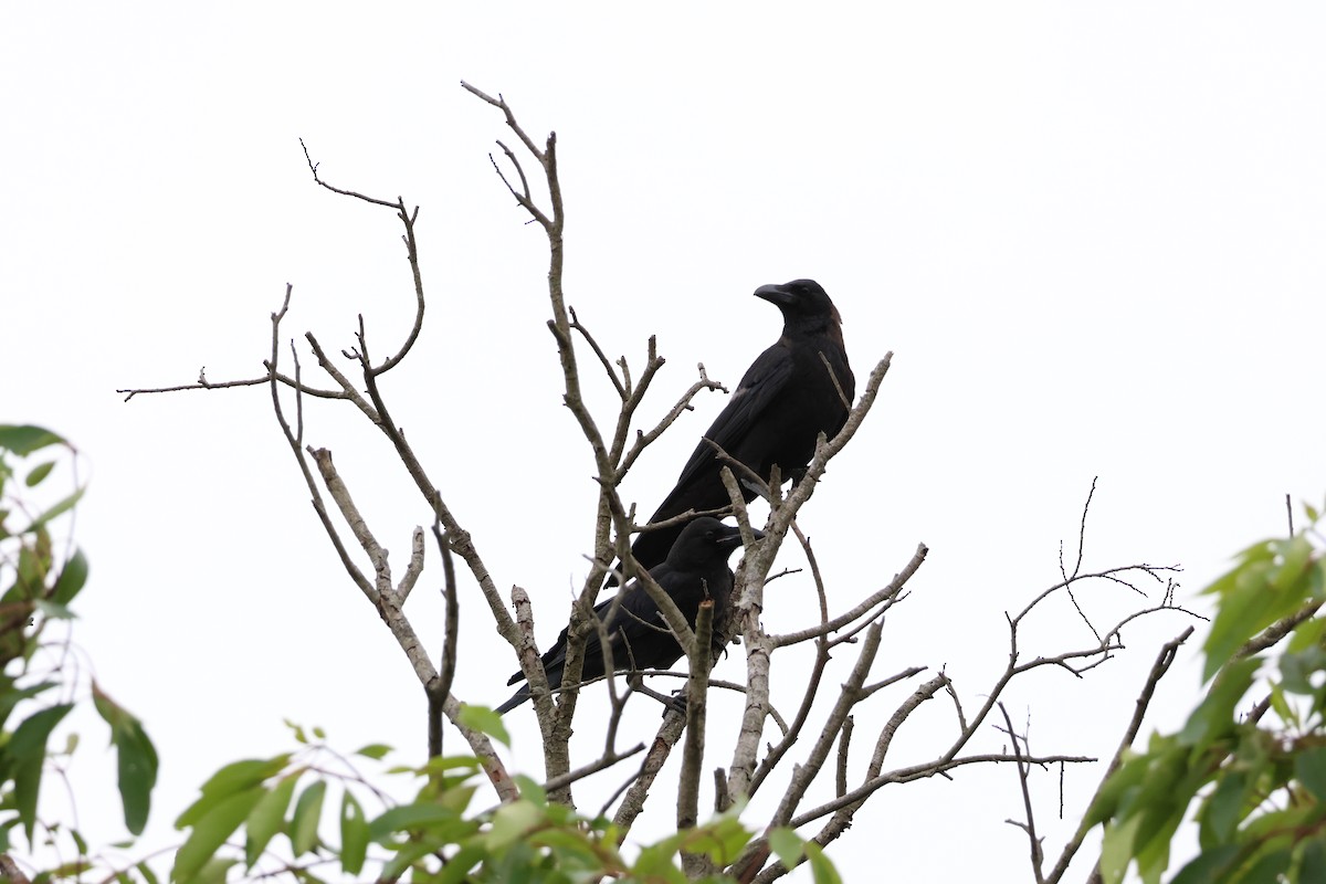 Large-billed Crow - ML620025309