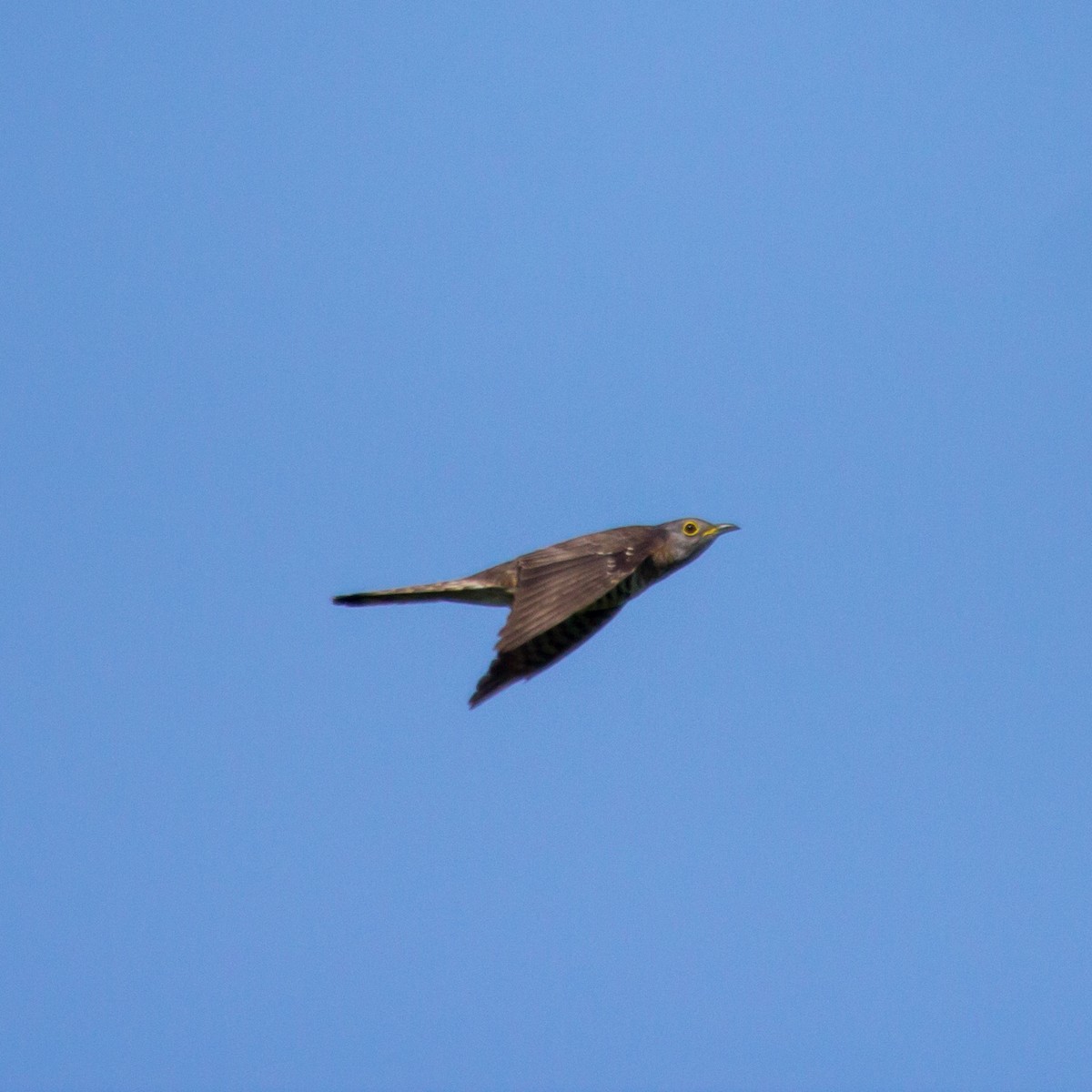 Indian Cuckoo - ML620025318