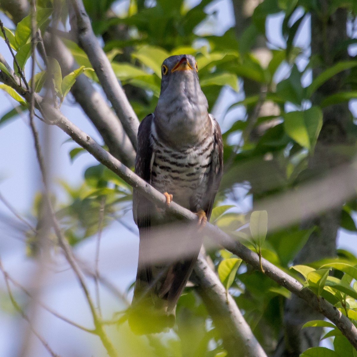 Indian Cuckoo - ML620025324