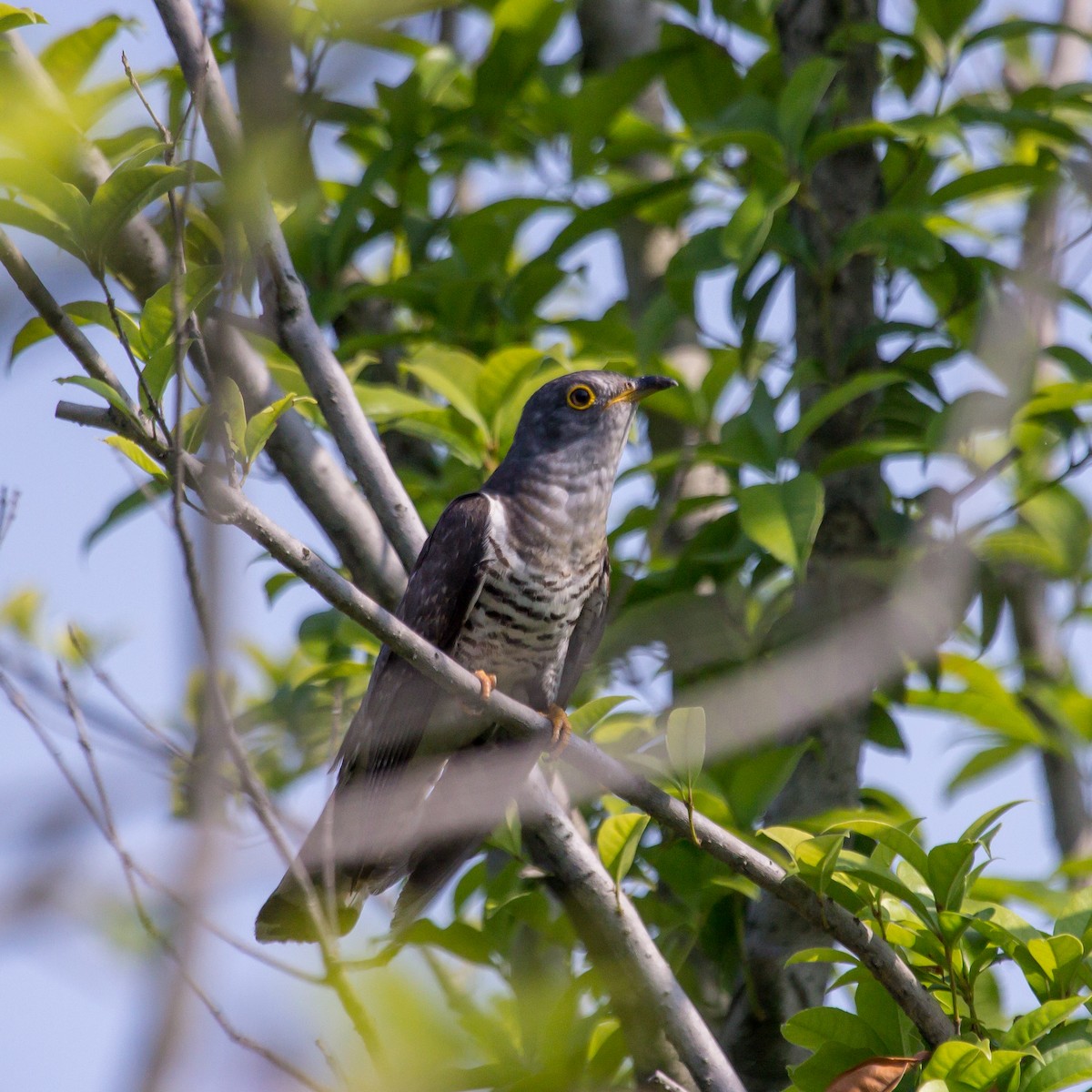 Indian Cuckoo - ML620025328