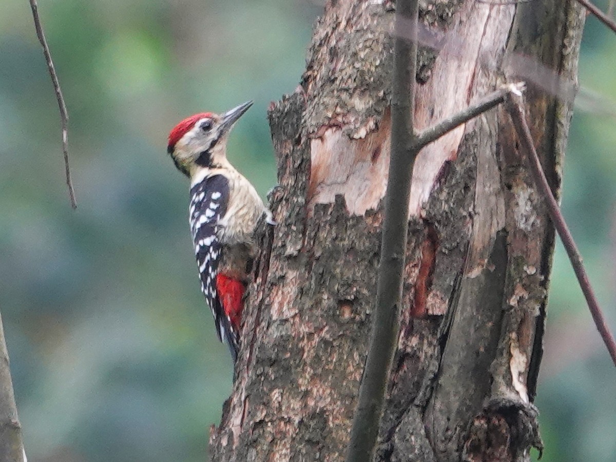 Fulvous-breasted Woodpecker - ML620025339