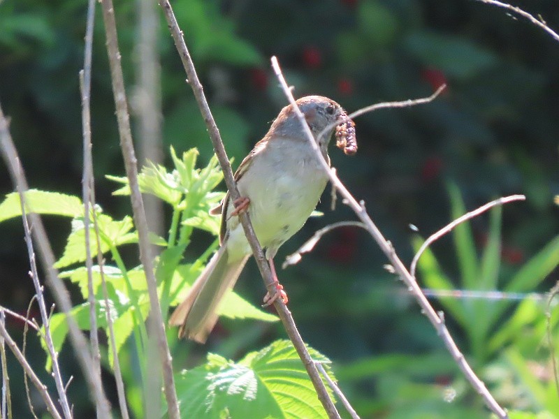 Field Sparrow - ML620025352
