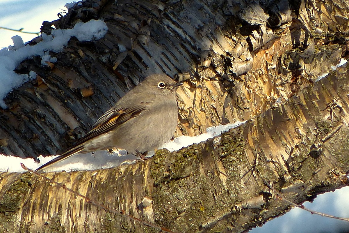 Townsend's Solitaire - ML620025368