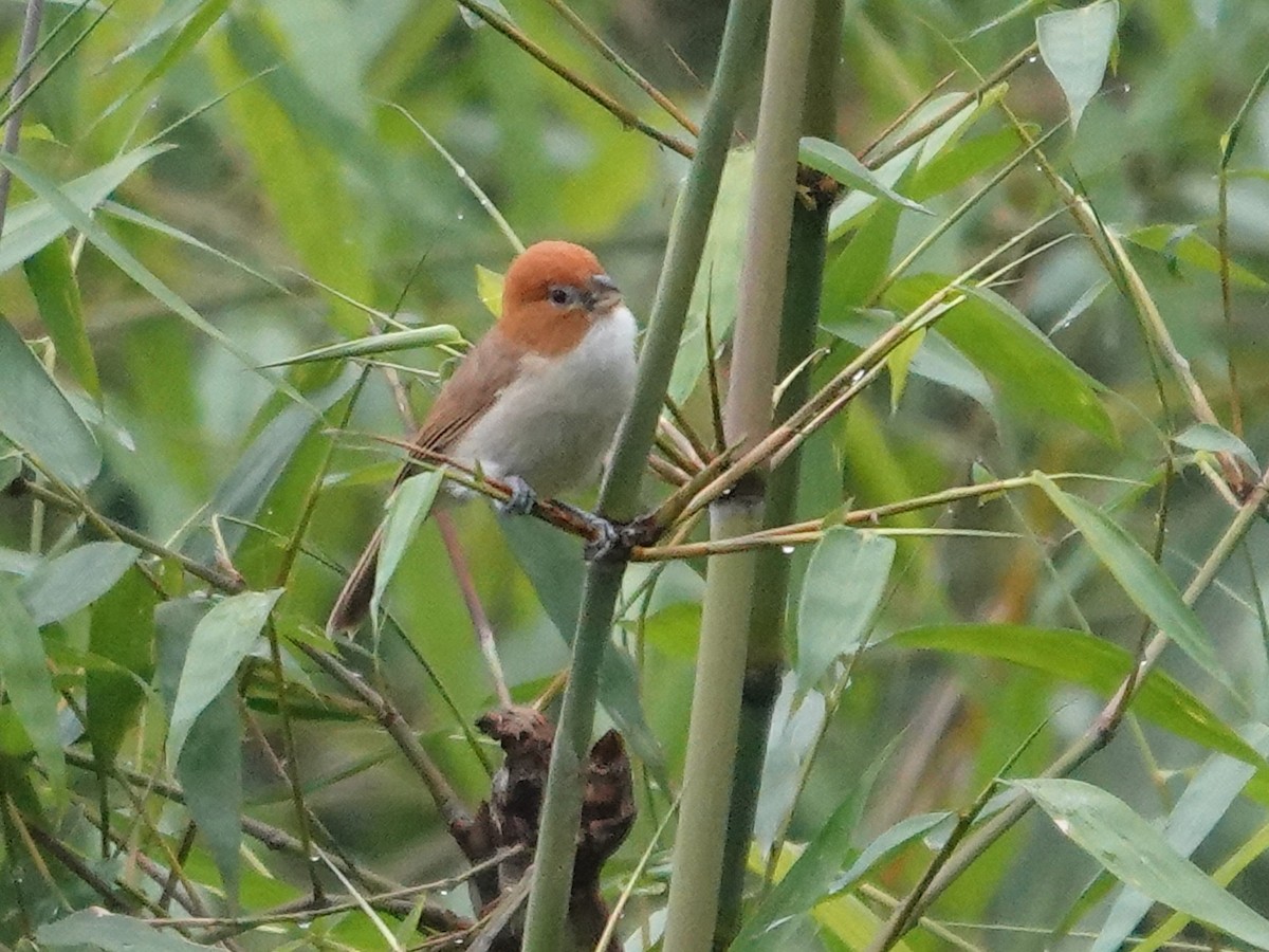 White-breasted Parrotbill - ML620025374