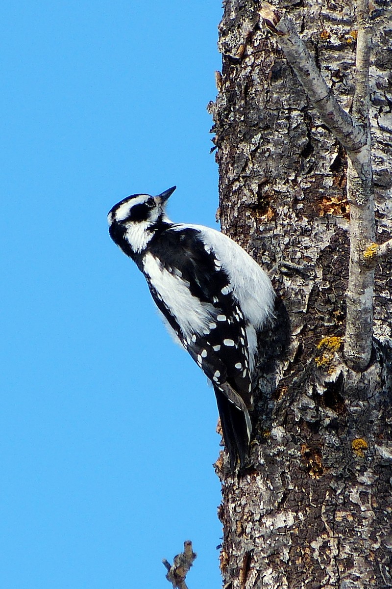 Hairy Woodpecker - ML620025390