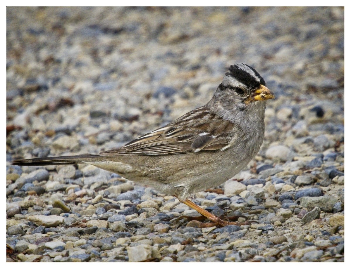White-crowned Sparrow - ML620025393