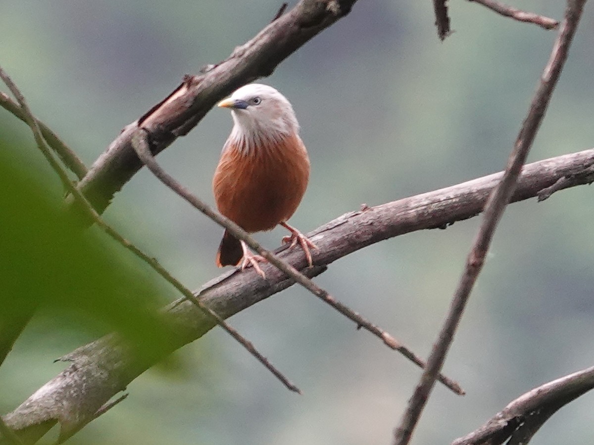 Chestnut-tailed Starling - ML620025398
