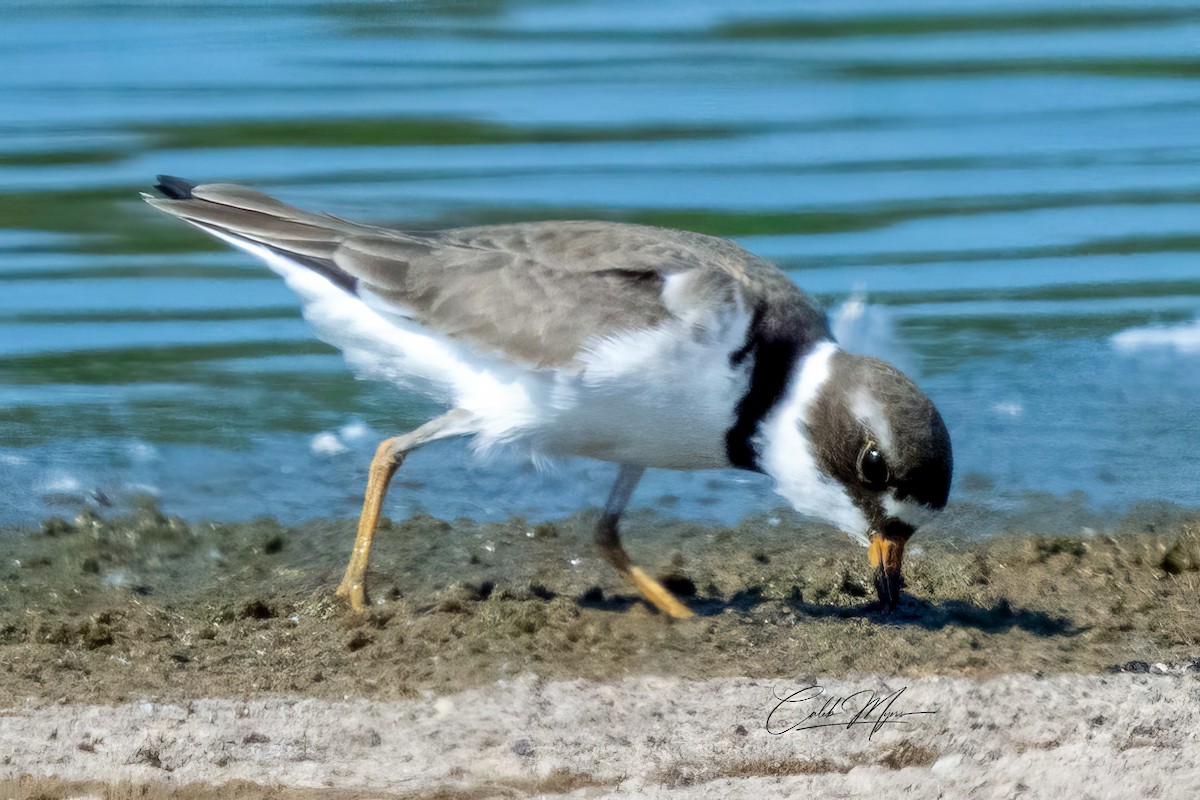 Semipalmated Plover - ML620025417